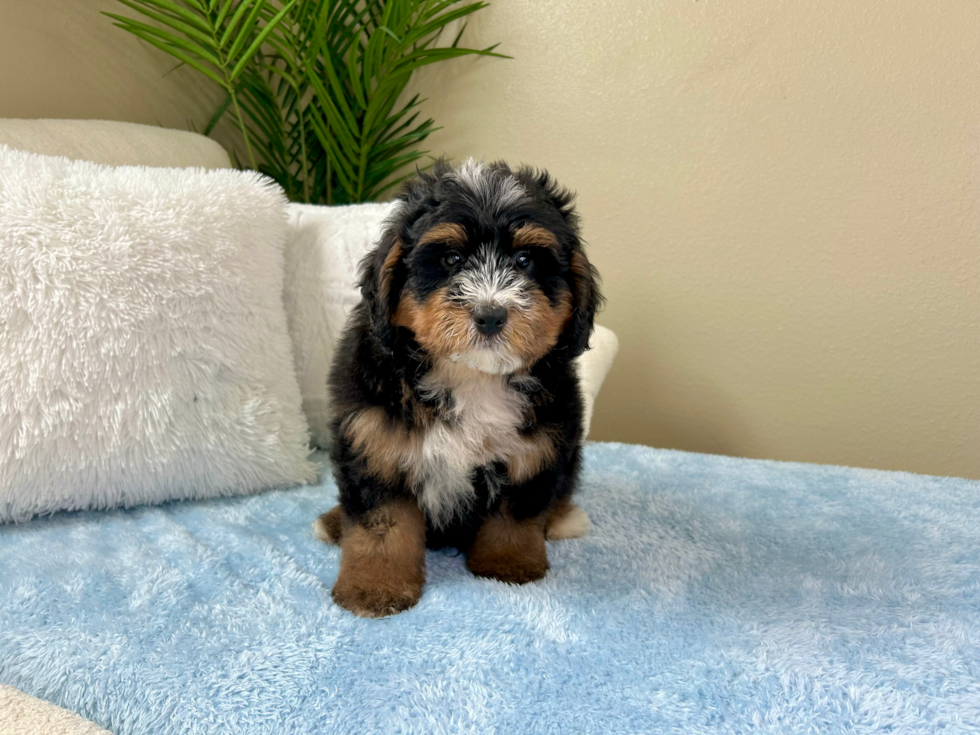 Best Mini Bernedoodle Baby