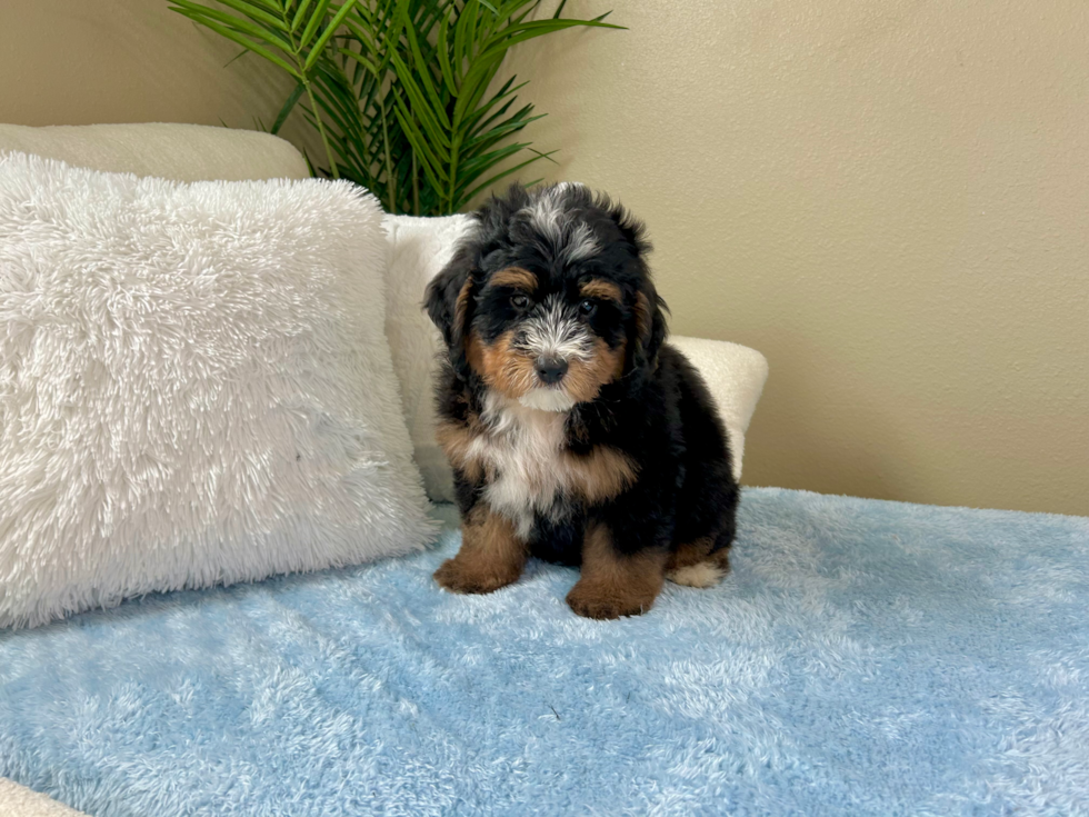 Cute Mini Bernesepoo Poodle Mix Puppy