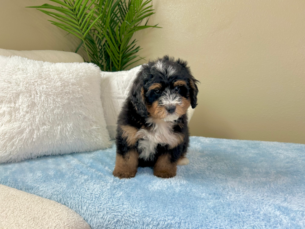 Mini Bernedoodle Pup Being Cute