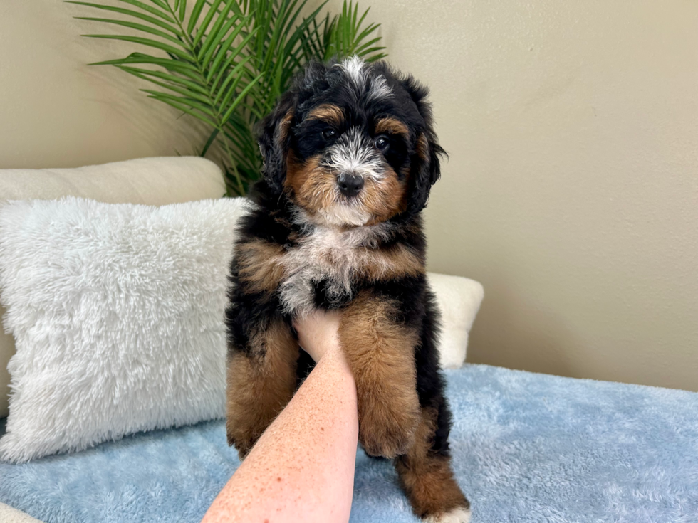 Mini Bernedoodle Pup Being Cute