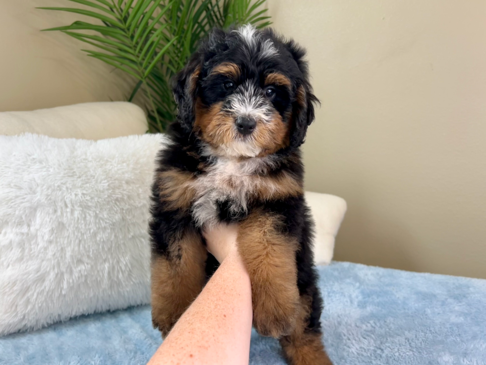 Mini Bernedoodle Puppy for Adoption