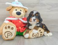 6 week old Mini Bernedoodle Puppy For Sale - Lone Star Pups