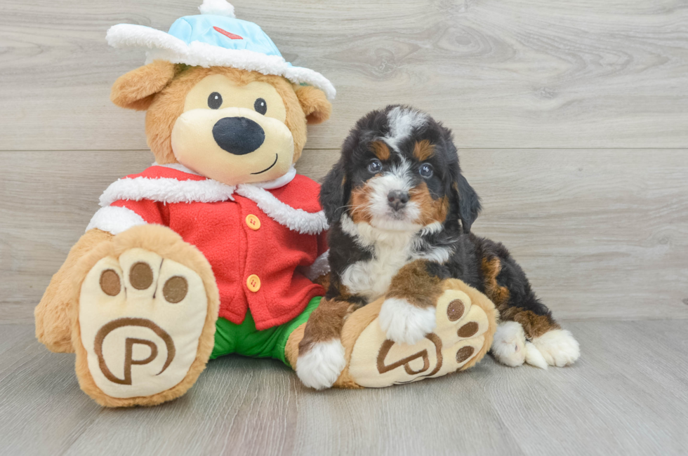 6 week old Mini Bernedoodle Puppy For Sale - Lone Star Pups