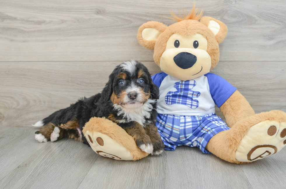 6 week old Mini Bernedoodle Puppy For Sale - Lone Star Pups