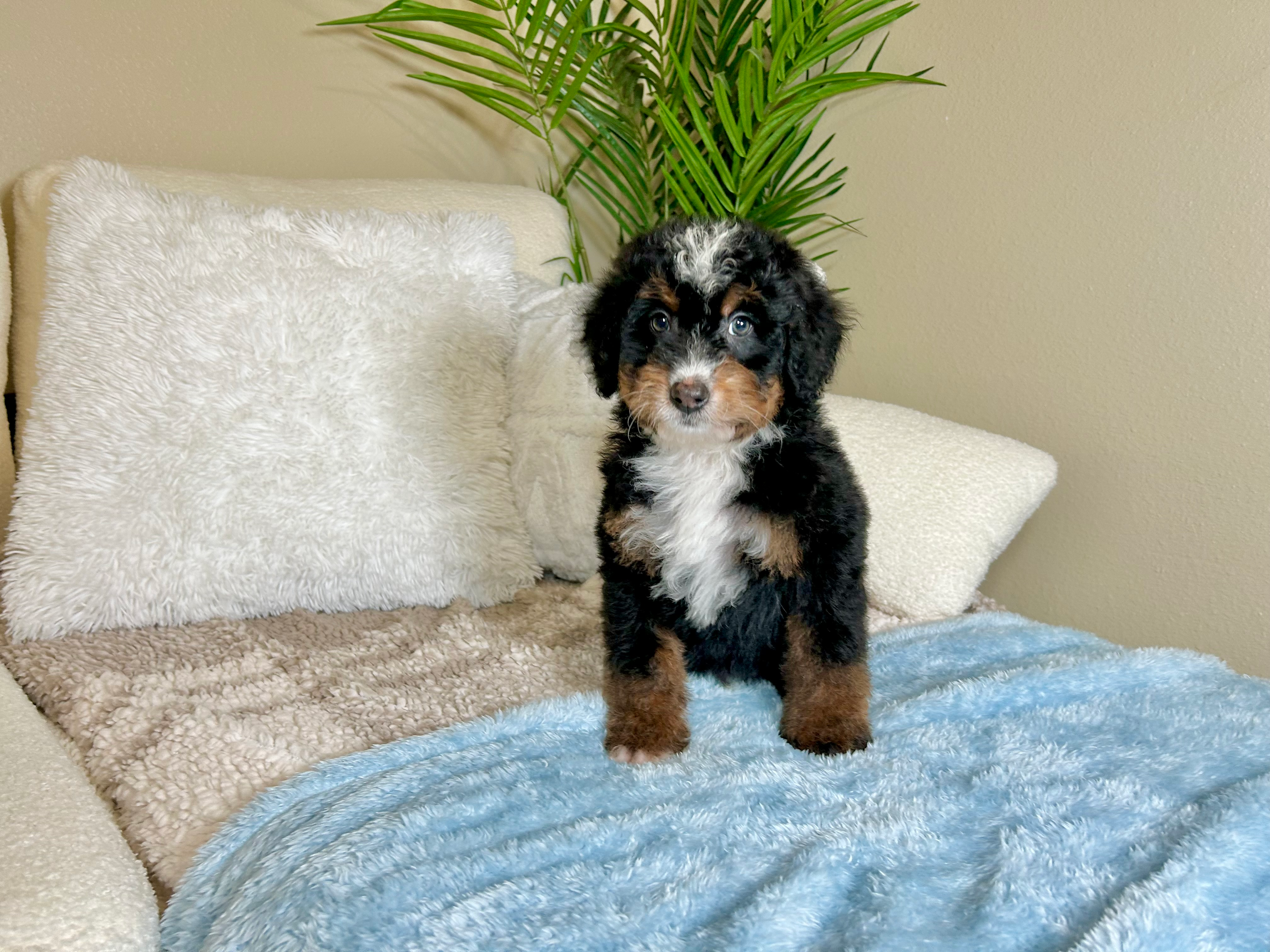 Best Mini Bernedoodle Baby