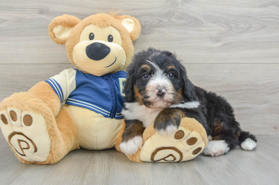 5 week old Mini Bernedoodle Puppy For Sale - Lone Star Pups