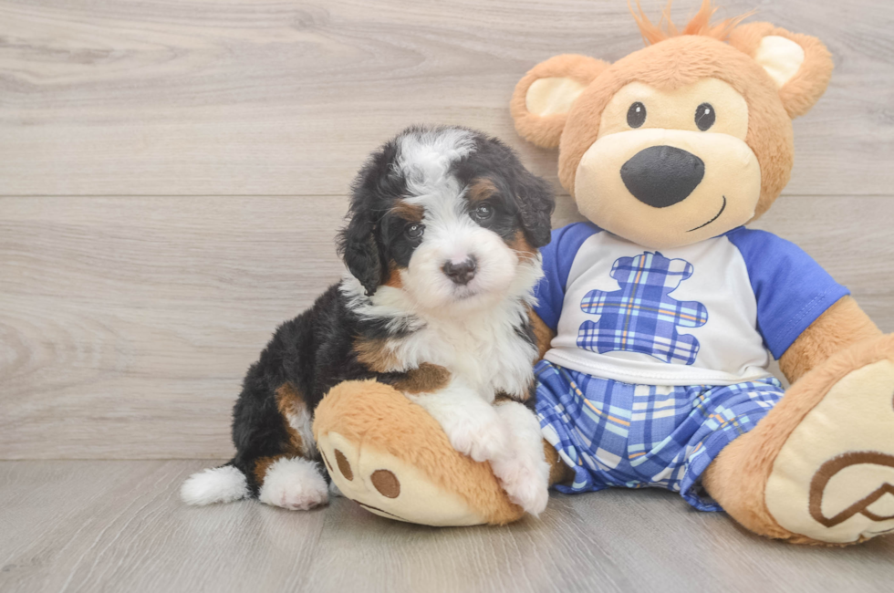 5 week old Mini Bernedoodle Puppy For Sale - Lone Star Pups