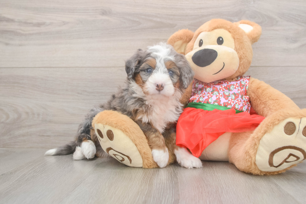 Small Mini Bernedoodle Baby