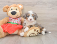 5 week old Mini Bernedoodle Puppy For Sale - Lone Star Pups