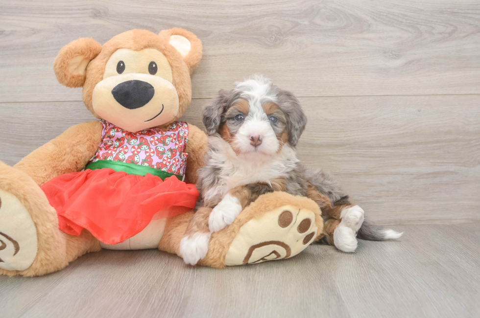 5 week old Mini Bernedoodle Puppy For Sale - Lone Star Pups