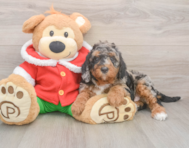 6 week old Mini Bernedoodle Puppy For Sale - Lone Star Pups
