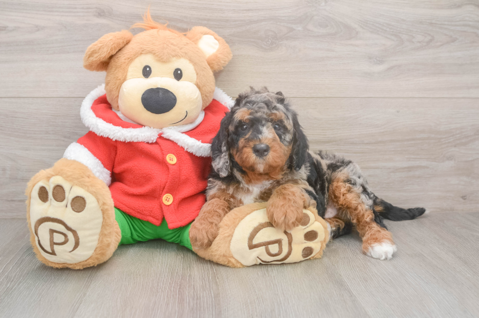 6 week old Mini Bernedoodle Puppy For Sale - Lone Star Pups