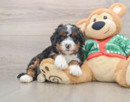 6 week old Mini Bernedoodle Puppy For Sale - Lone Star Pups