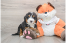 Mini Bernedoodle Pup Being Cute