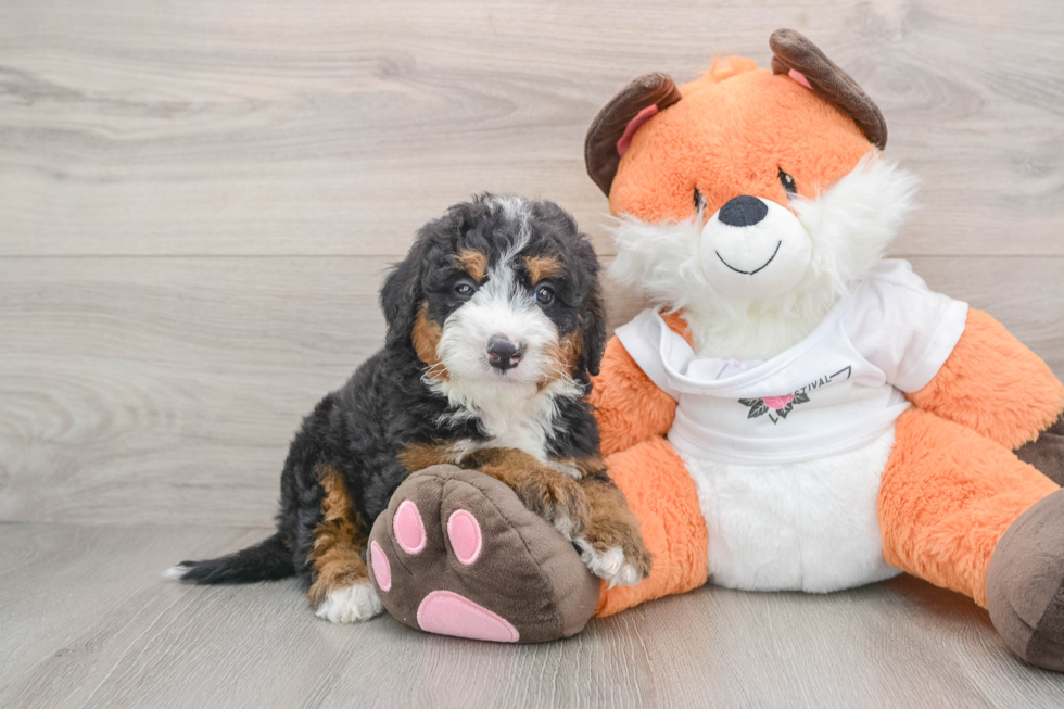 Mini Bernedoodle Pup Being Cute