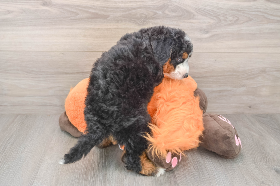 Best Mini Bernedoodle Baby