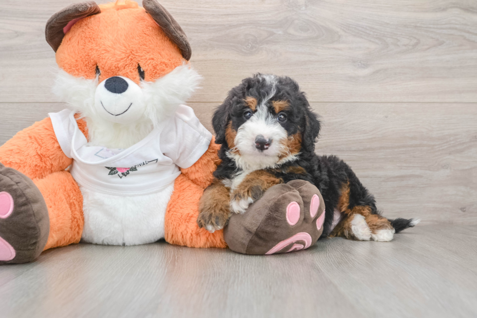Best Mini Bernedoodle Baby