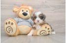 Friendly Mini Bernedoodle Baby