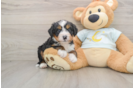 Mini Bernedoodle Pup Being Cute