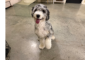 Cute Mini Bernedoodle Baby