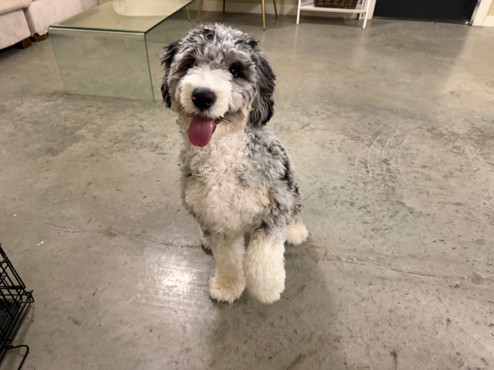 Cute Mini Bernedoodle Baby