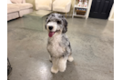 Cute Mini Bernedoodle Baby