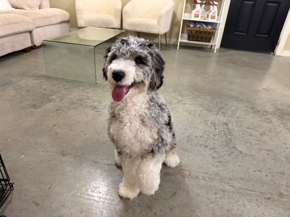 Cute Mini Bernedoodle Baby