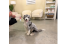 Cute Mini Bernadoodle Poodle Mix Puppy