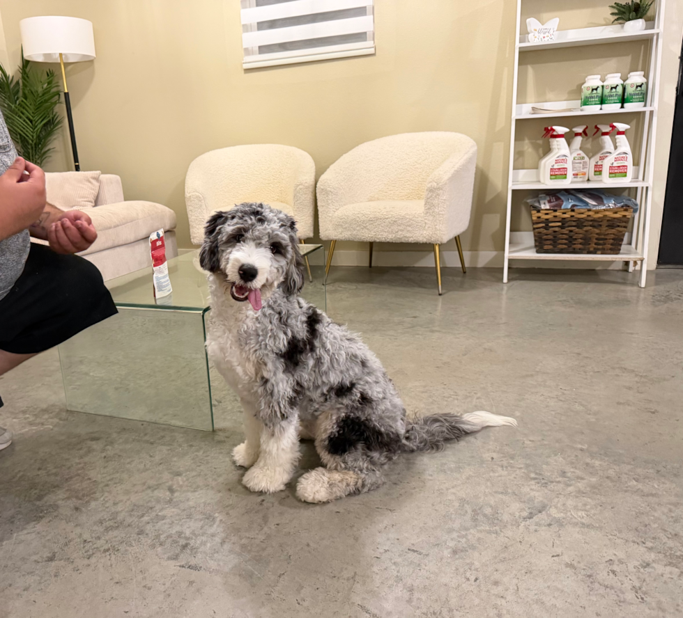 Cute Mini Bernadoodle Poodle Mix Puppy