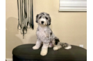 Cute Mini Bernedoodle Baby