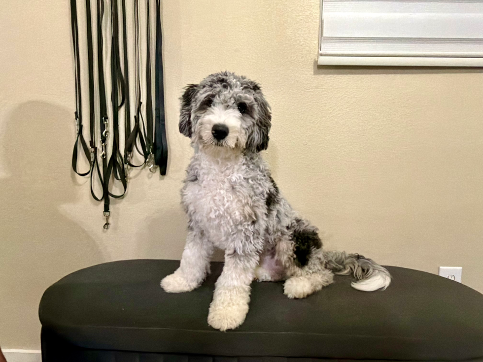 Cute Mini Bernedoodle Baby