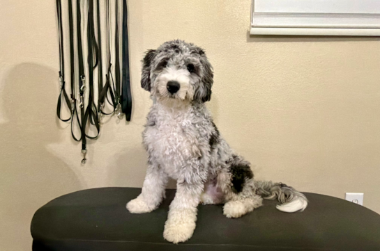 Cute Mini Bernedoodle Baby