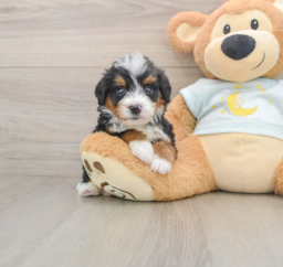 5 week old Mini Bernedoodle Puppy For Sale - Lone Star Pups