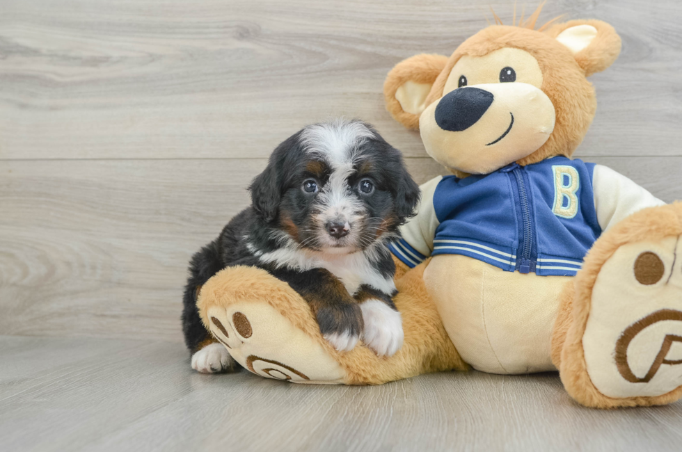 5 week old Mini Bernedoodle Puppy For Sale - Lone Star Pups