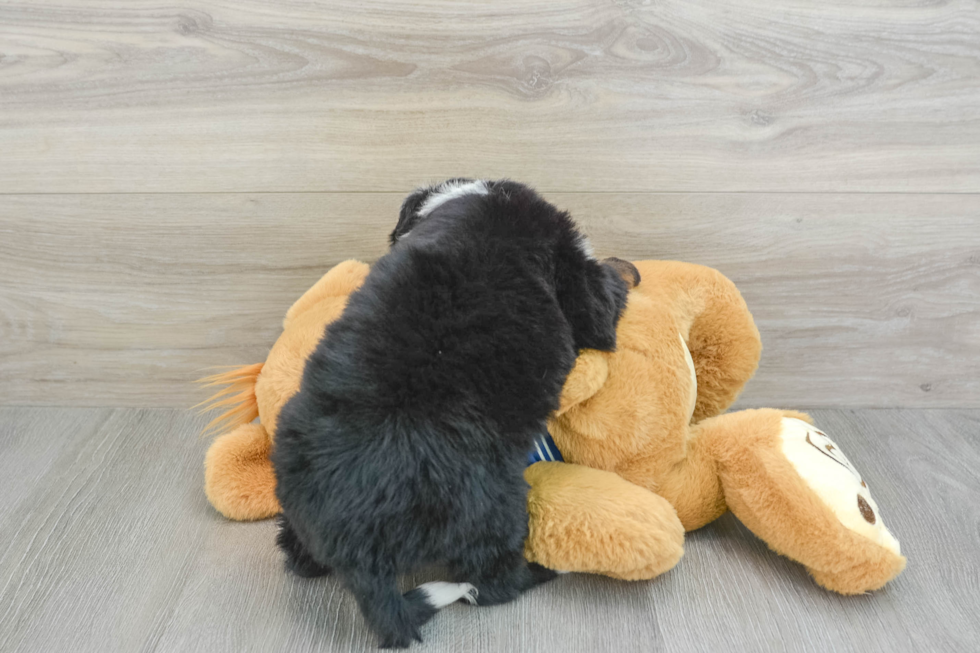 Energetic Mini Bernesedoodle Poodle Mix Puppy