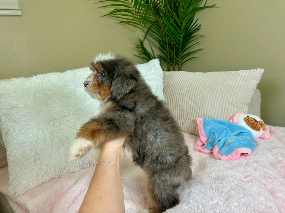 Cute Mini Bernedoodle Poodle Mix Pup