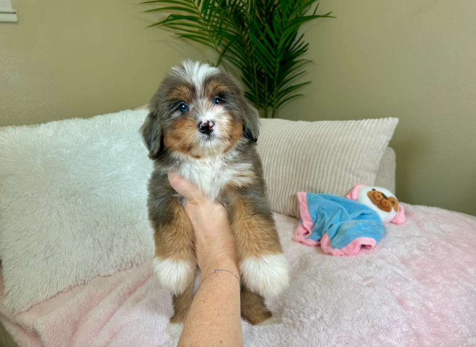 Mini Bernedoodle Puppy for Adoption