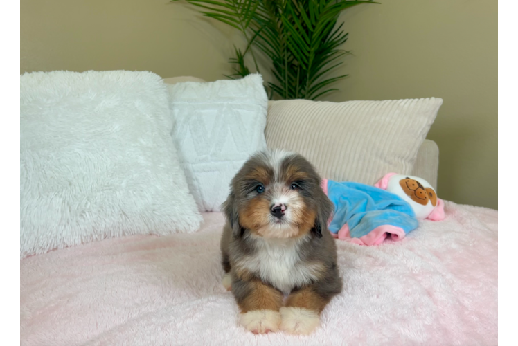 Best Mini Bernedoodle Baby