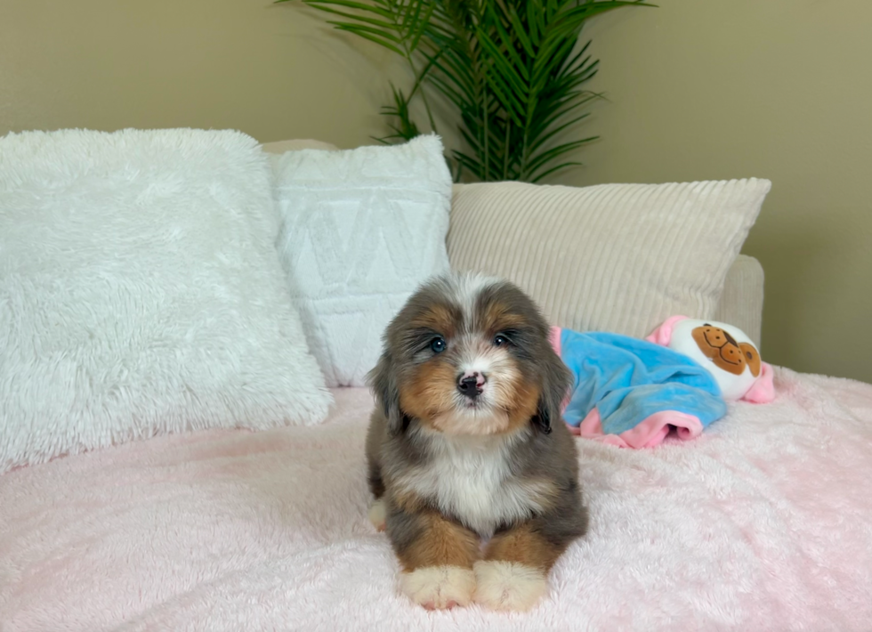 Best Mini Bernedoodle Baby