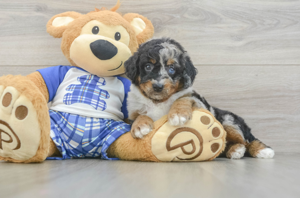 5 week old Mini Bernedoodle Puppy For Sale - Lone Star Pups