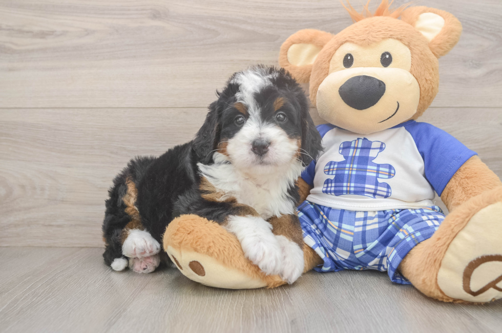 5 week old Mini Bernedoodle Puppy For Sale - Lone Star Pups