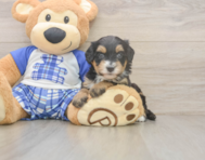 5 week old Mini Bernedoodle Puppy For Sale - Lone Star Pups