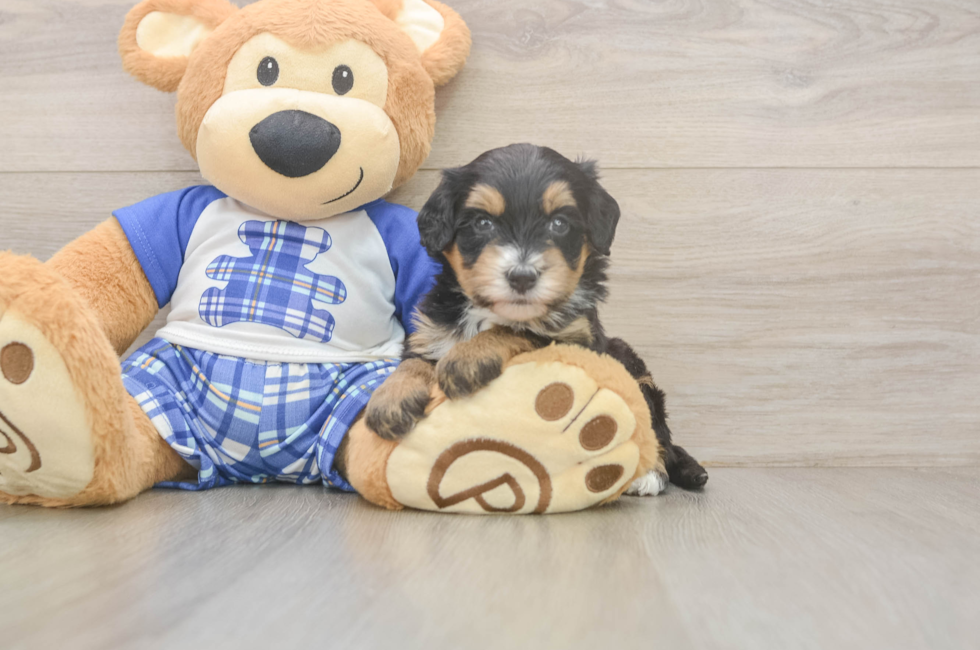 6 week old Mini Bernedoodle Puppy For Sale - Lone Star Pups