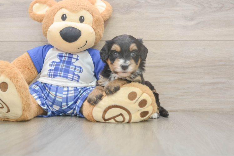 Meet Aloha - our Mini Bernedoodle Puppy Photo  1/3 - Lone Star Pups Mini Bernedoodle Pup Being Cute