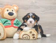 6 week old Mini Bernedoodle Puppy For Sale - Lone Star Pups