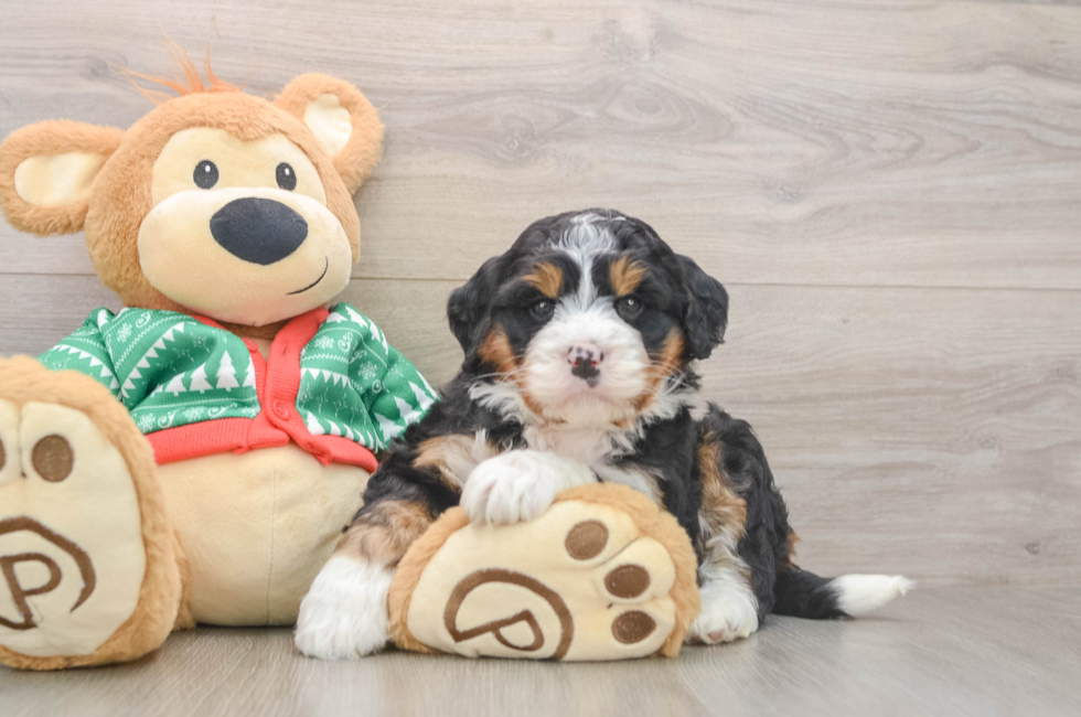 5 week old Mini Bernedoodle Puppy For Sale - Lone Star Pups