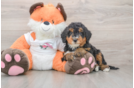 Best Mini Bernedoodle Baby