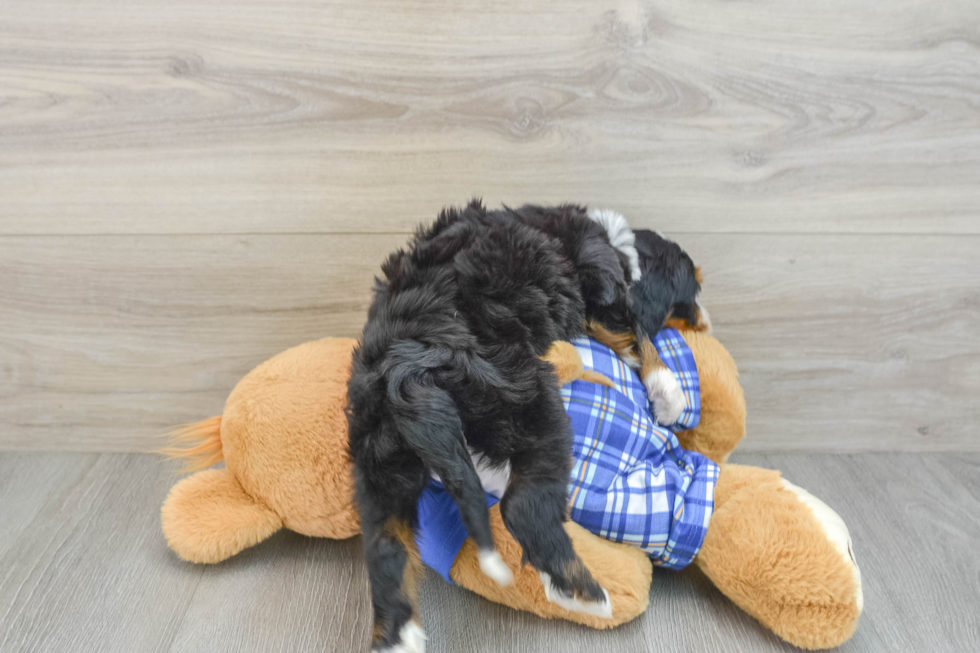 Adorable Bernadoodle Poodle Mix Puppy