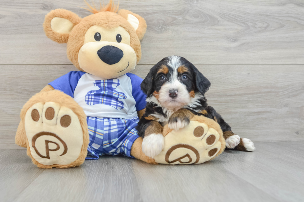 6 week old Mini Bernedoodle Puppy For Sale - Lone Star Pups