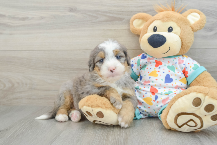 Smart Mini Bernedoodle Poodle Mix Pup